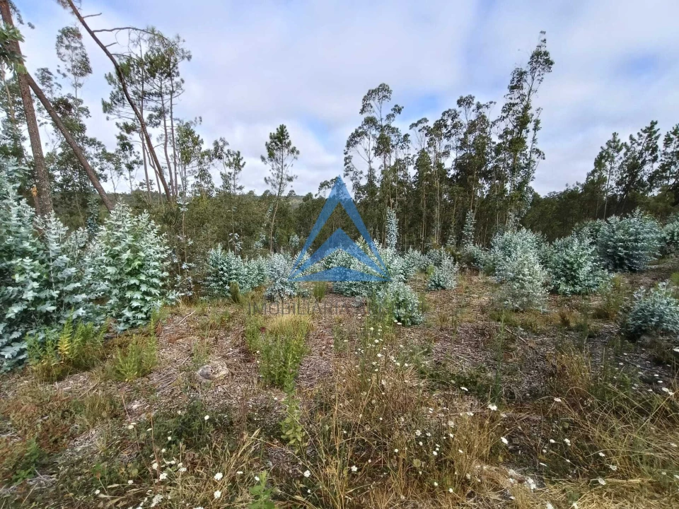 Terreno para Venda em Guia, Ilha e Mata Mourisca Foto 3