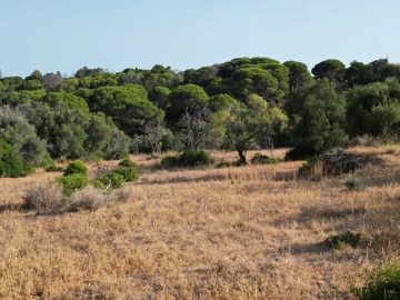 Terreno para Venda em Porches