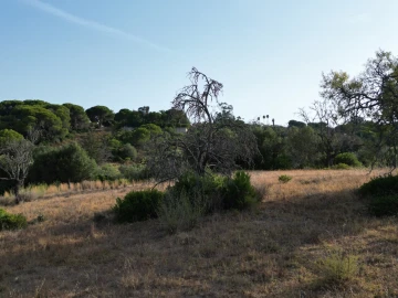 Terreno para Venda em Porches