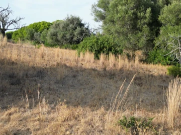 Terreno para Venda em Porches