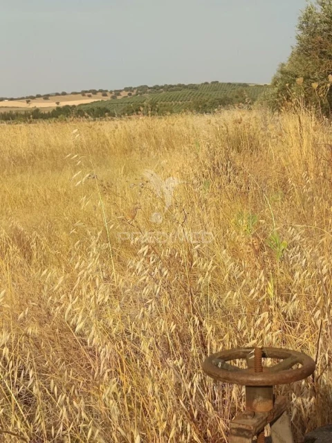 Terreno para Venda em Nossa Senhora da Expectação