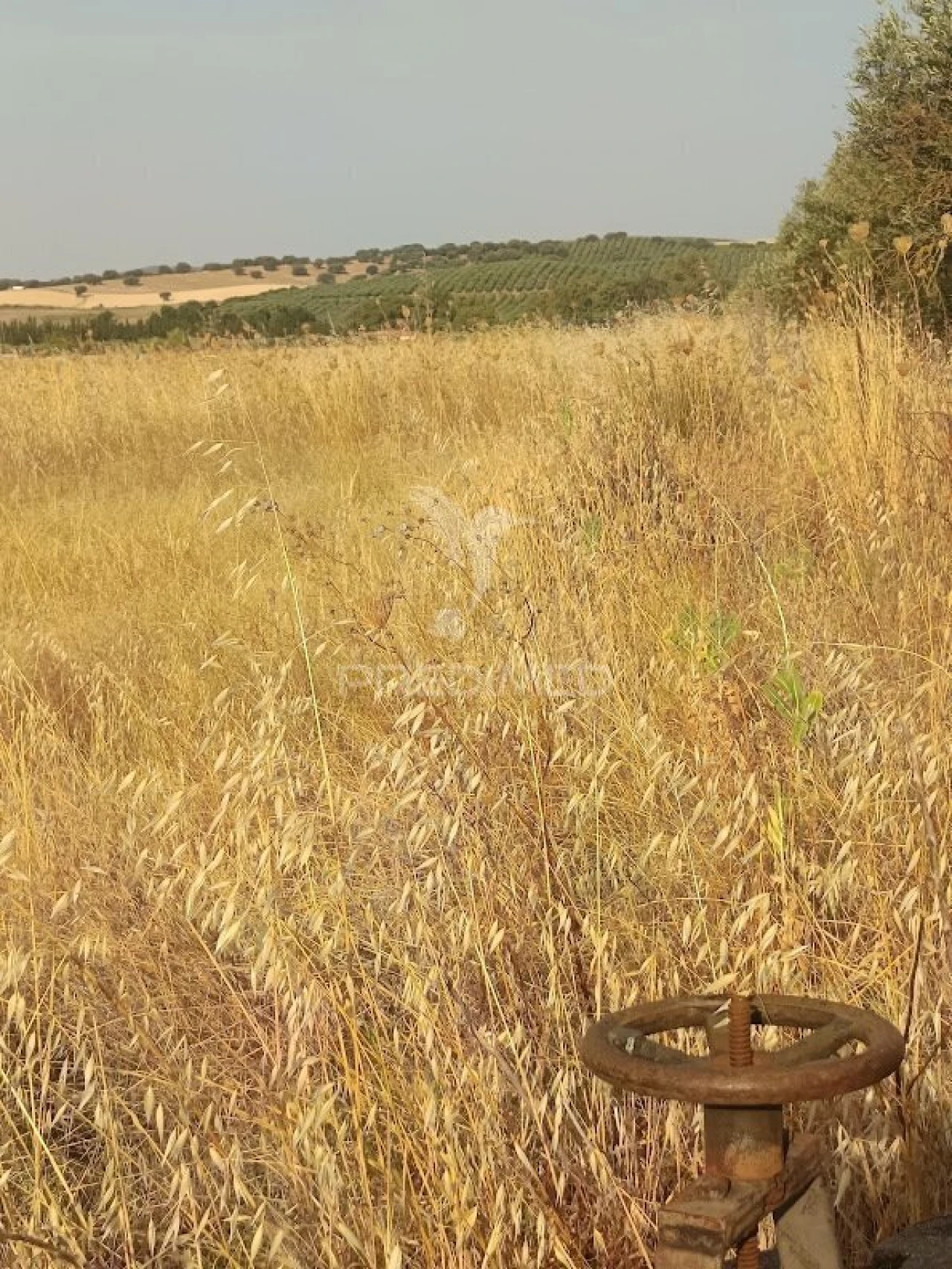 Terreno para Venda em Nossa Senhora da Expectação Foto 40