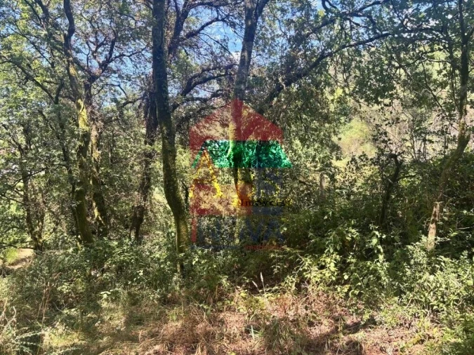 Terreno para Venda em Ribeira do Neiva Foto 7