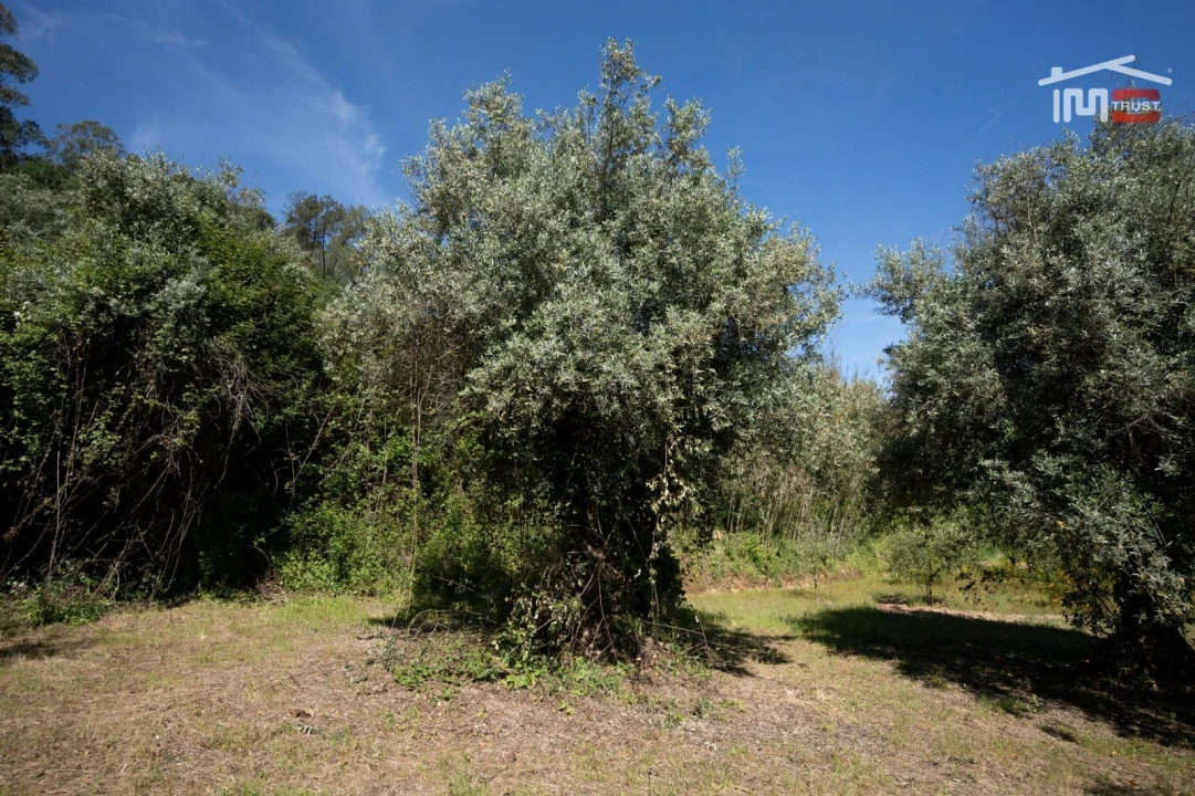 Terreno Agricola ou Rústico para Venda em Caranguejeira Foto 8