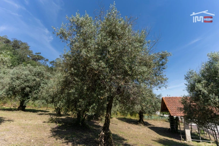 Terreno Agricola ou Rústico para Venda em Caranguejeira Foto 6