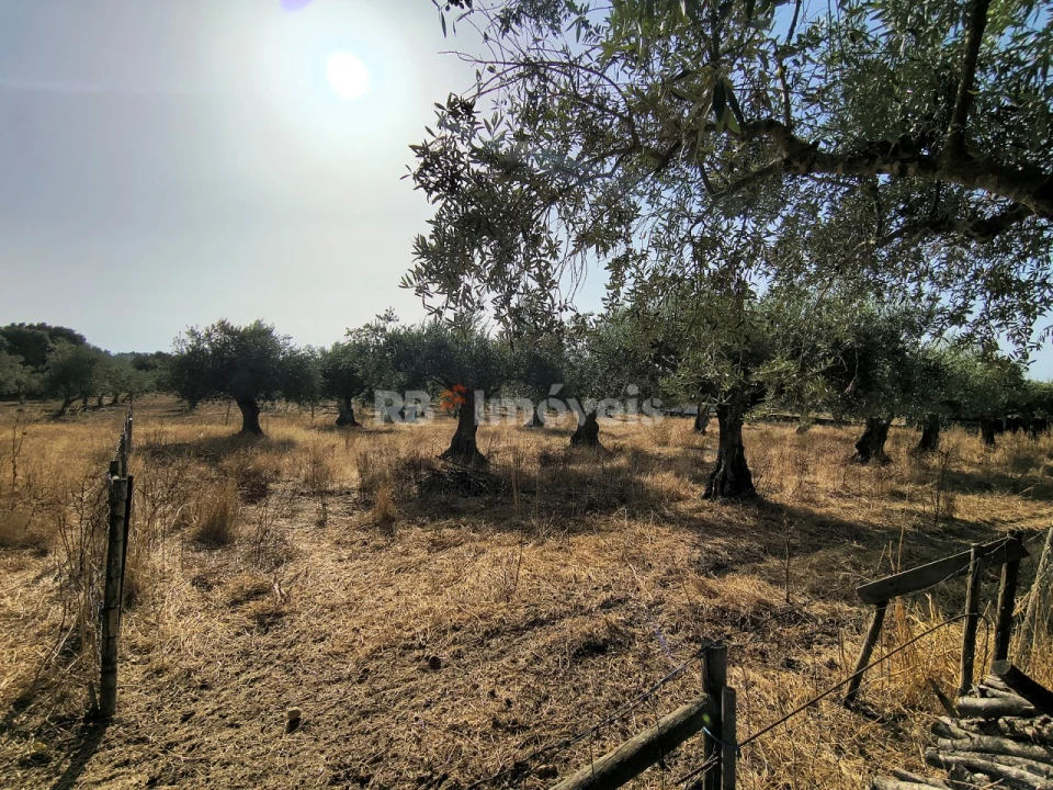 Terreno para Venda em Paialvo Foto 1