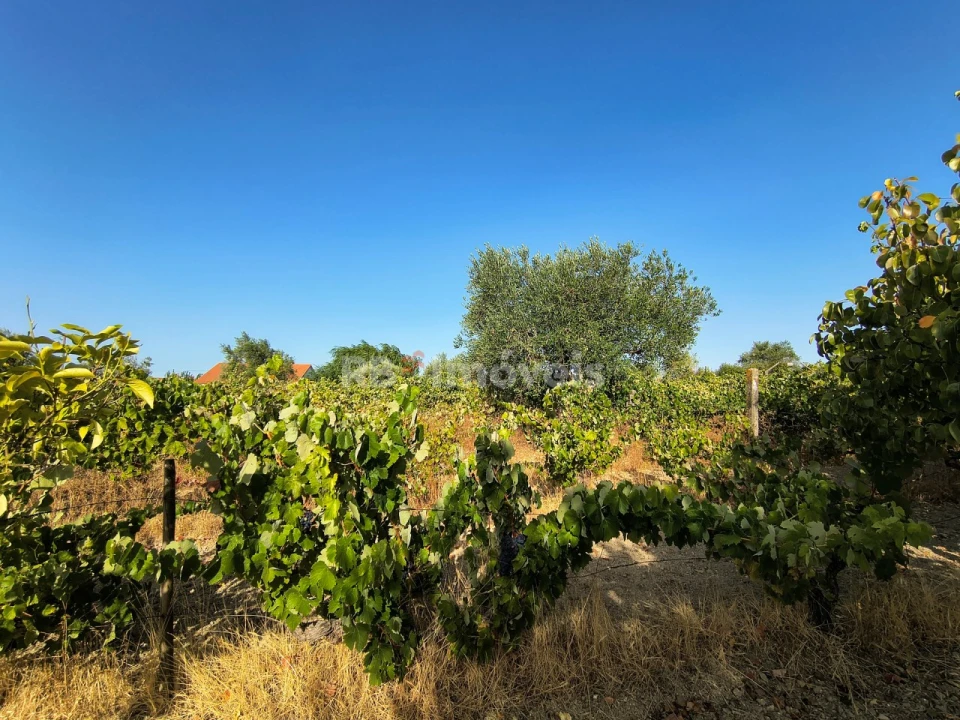 Terreno para Venda em Paialvo Foto 7
