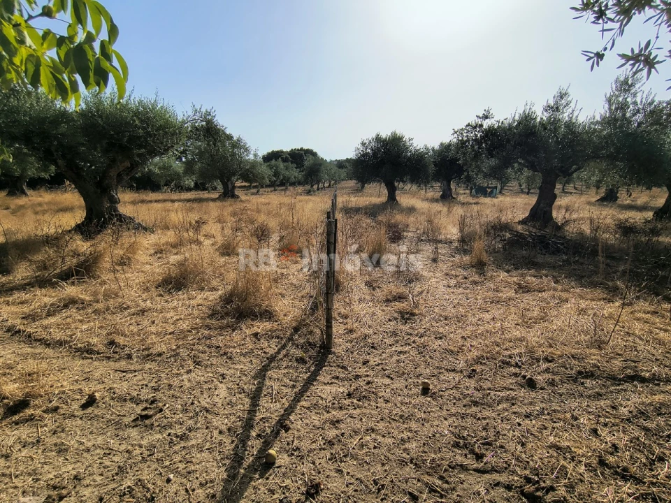 Terreno para Venda em Paialvo Foto 17