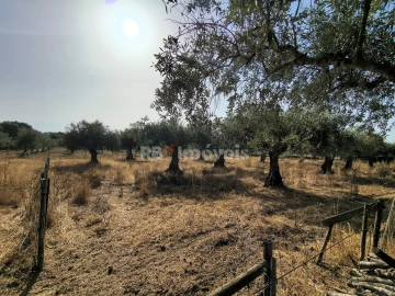 Terreno para Venda em Paialvo