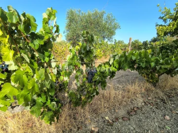 Terreno para Venda em Paialvo