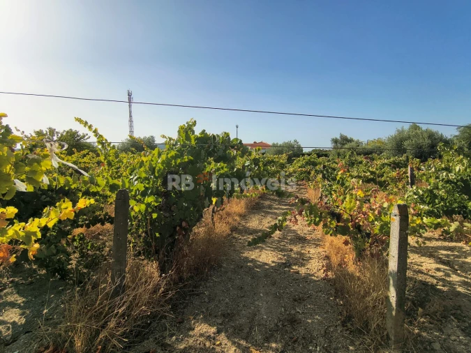 Terreno para Venda em Paialvo Foto 5