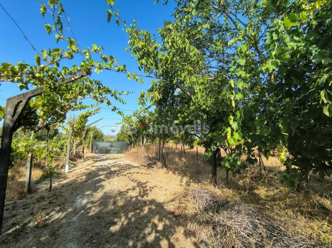 Terreno para Venda em Paialvo Foto 4