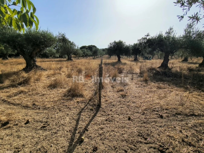 Terreno para Venda em Paialvo Foto 17