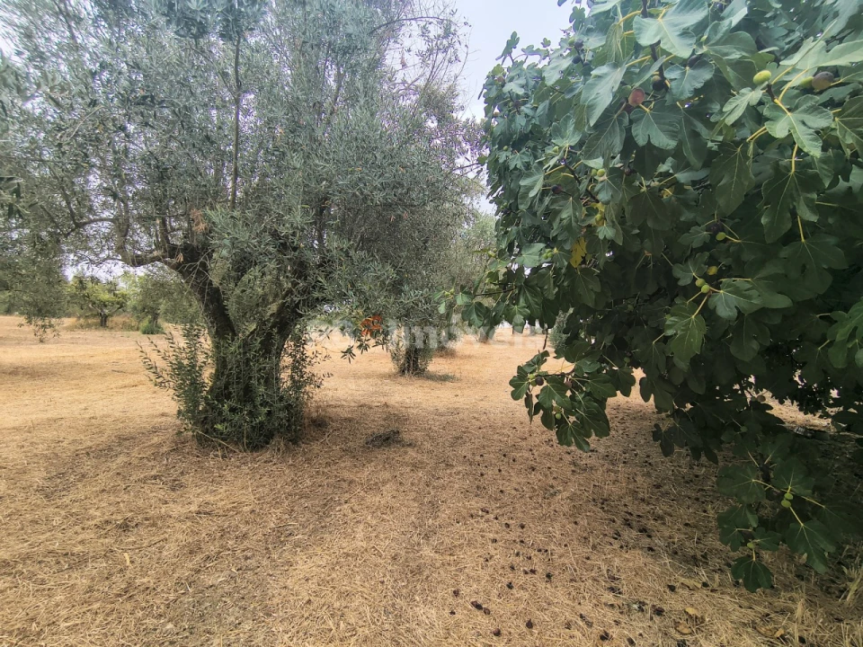 Terreno para Venda em Paialvo Foto 9