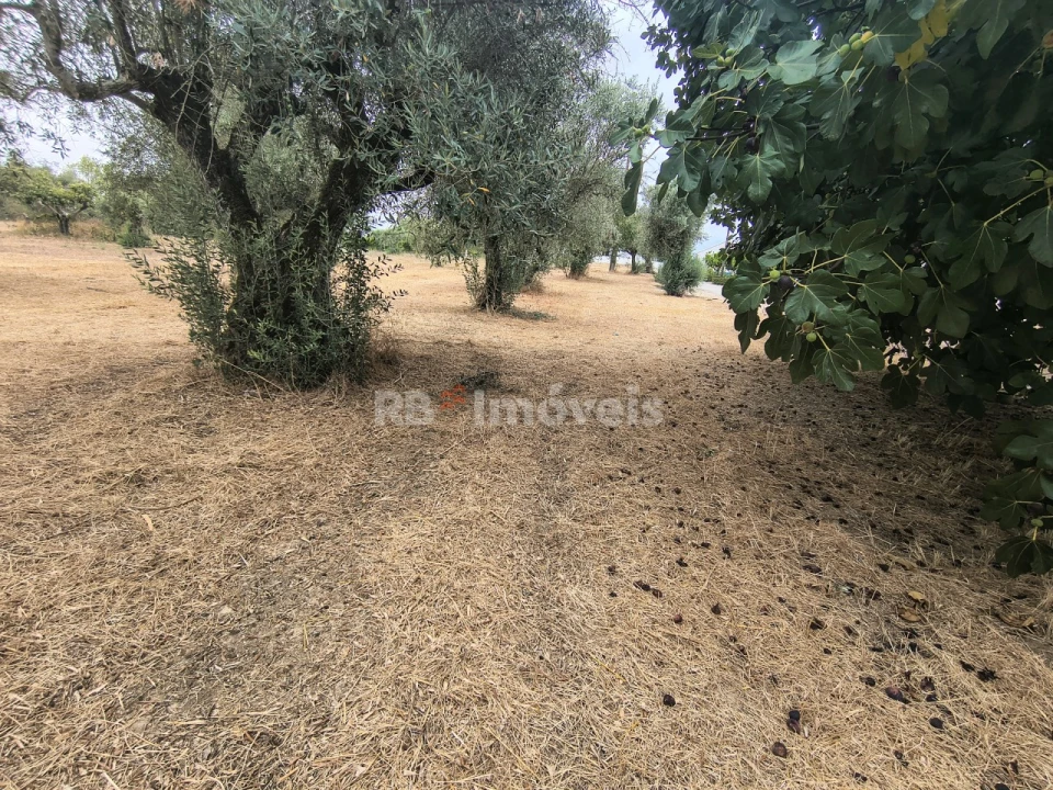 Terreno para Venda em Paialvo Foto 11