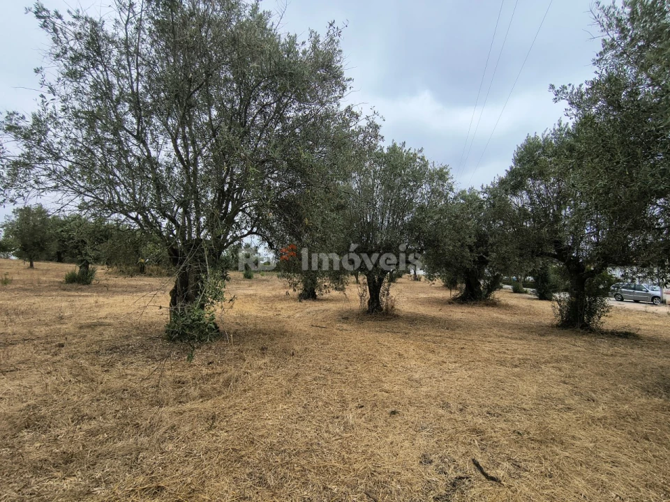 Terreno para Venda em Paialvo Foto 14