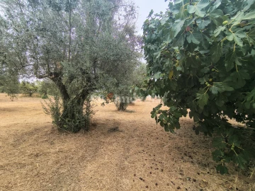 Terreno para Venda em Paialvo