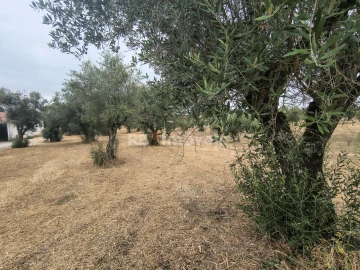 Terreno para Venda em Paialvo