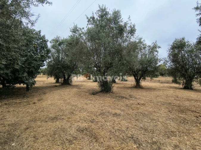 Terreno para Venda em Paialvo Foto 15