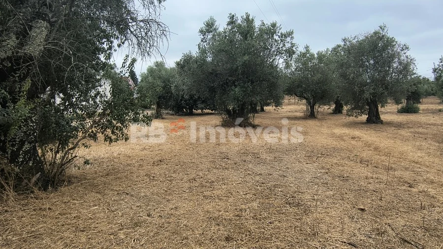 Terreno para Venda em Paialvo