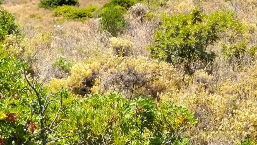 Terreno para Venda em Santa Barbara de Nexe