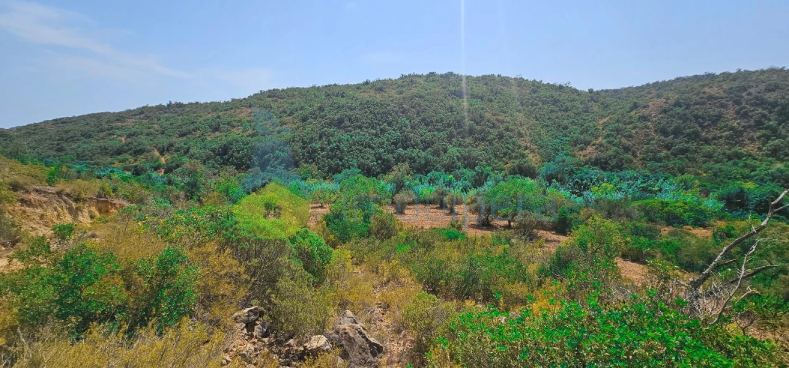 Terreno Agricola ou Rústico para Venda em Paderne Foto 1