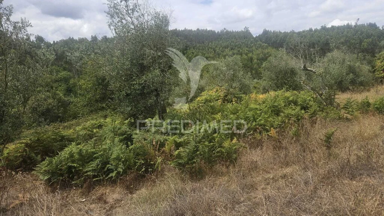 Quinta T9 para Venda em Areias e Pias Foto 9