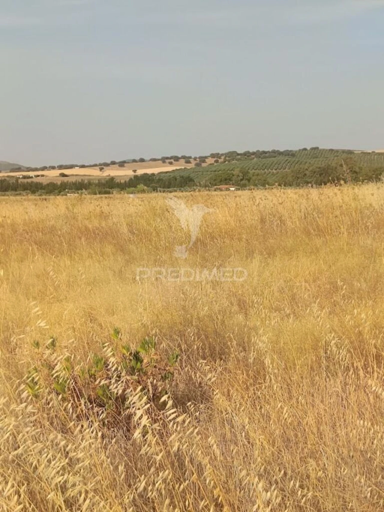 Terreno para Venda em São João Baptista Foto 11
