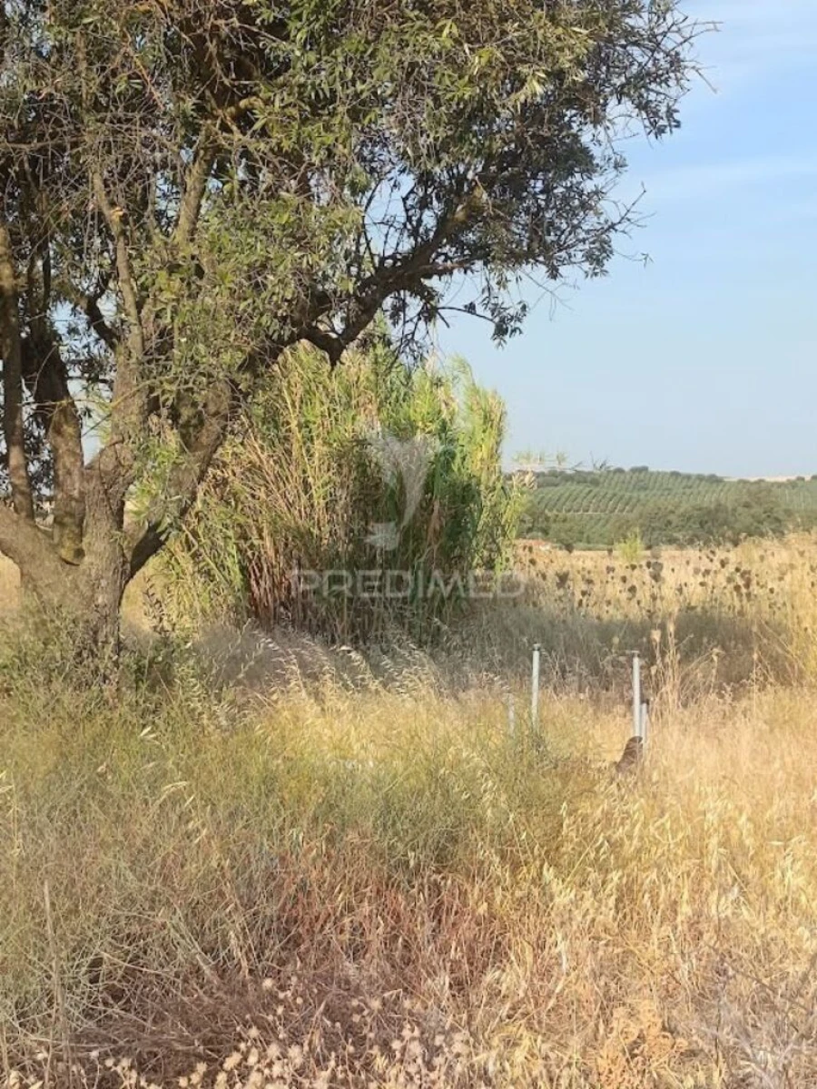 Terreno para Venda em São João Baptista Foto 17