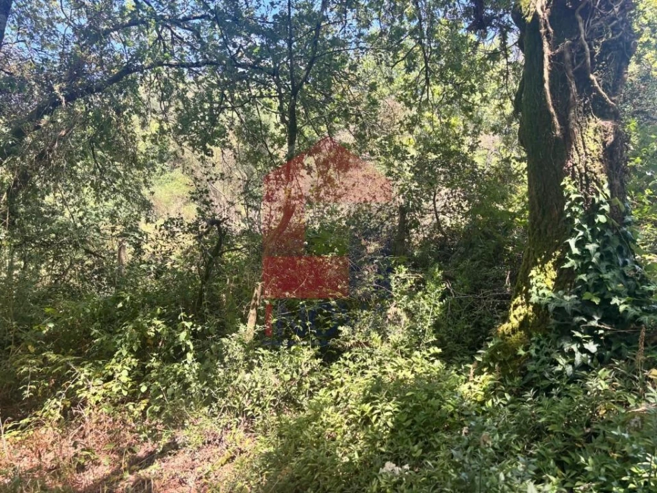 Terreno para Venda em Pico de Regalados, Gondiães e Mós Foto 6