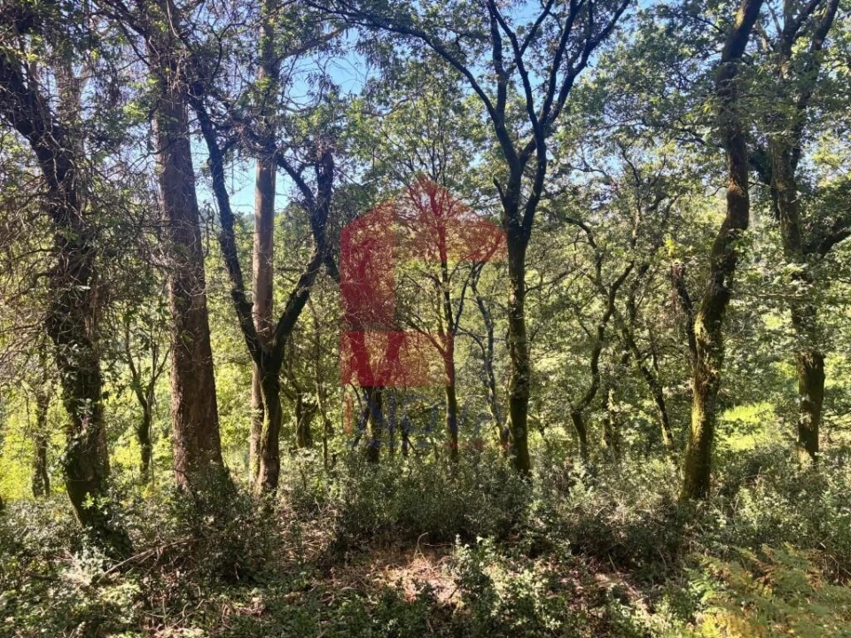Terreno para Venda em Pico de Regalados, Gondiães e Mós Foto 15