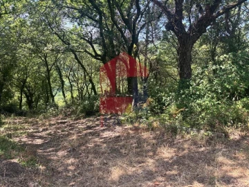 Terreno para Venda em Pico de Regalados, Gondiães e Mós