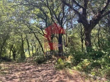 Terreno para Venda em Pico de Regalados, Gondiães e Mós