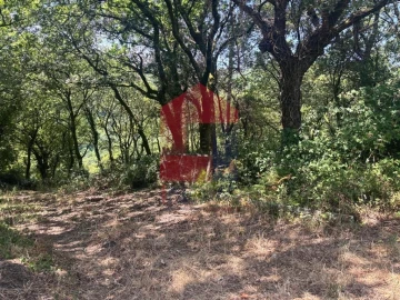 Terreno para Venda em Pico de Regalados, Gondiães e Mós