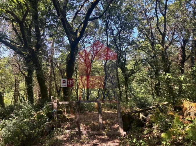 Terreno para Venda em Pico de Regalados, Gondiães e Mós Foto 2
