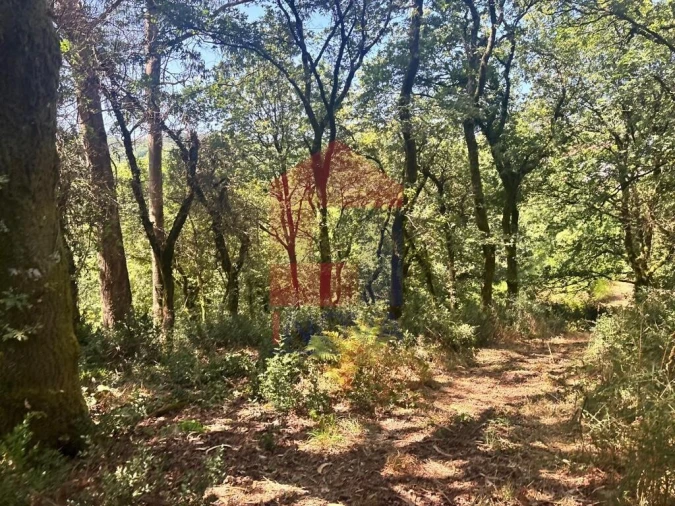 Terreno para Venda em Pico de Regalados, Gondiães e Mós Foto 11