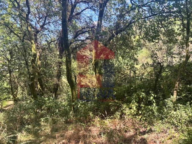 Terreno para Venda em Pico de Regalados, Gondiães e Mós Foto 7