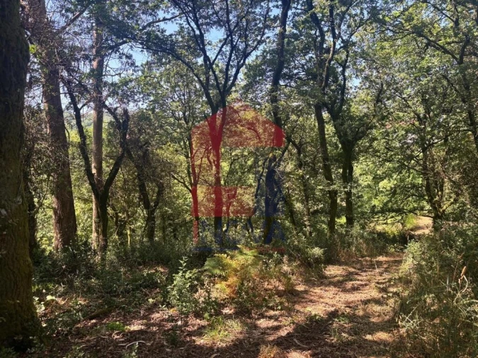 Terreno para Venda em Pico de Regalados, Gondiães e Mós Foto 9