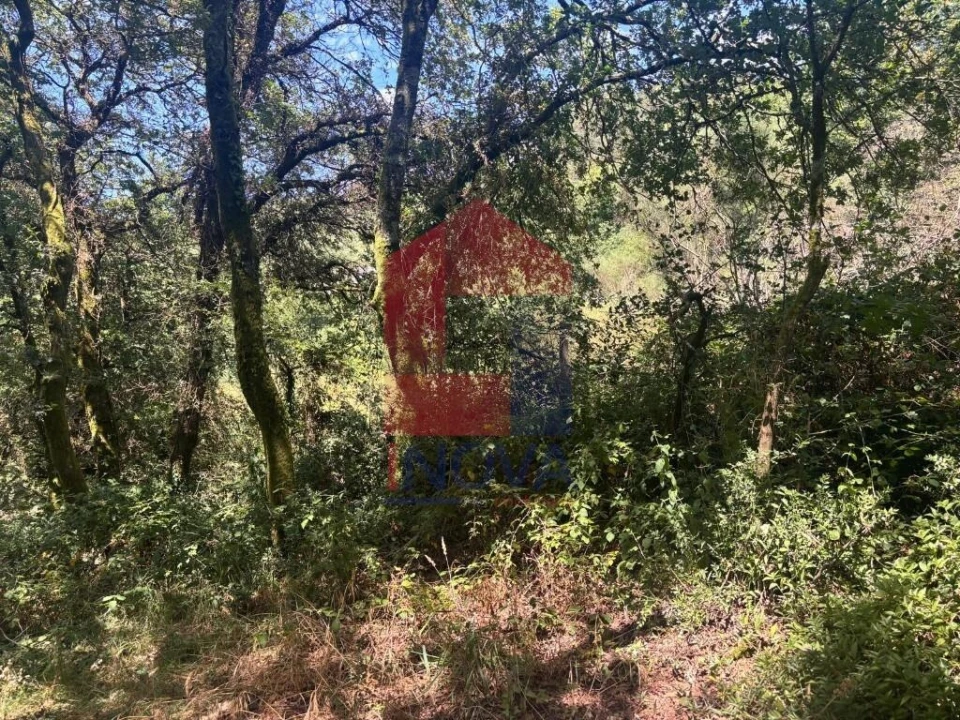 Terreno para Venda em Pico de Regalados, Gondiães e Mós Foto 14