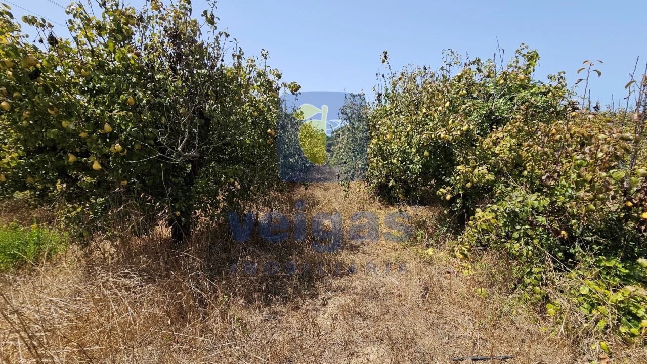 Terreno para Venda em Gaeiras Foto 16