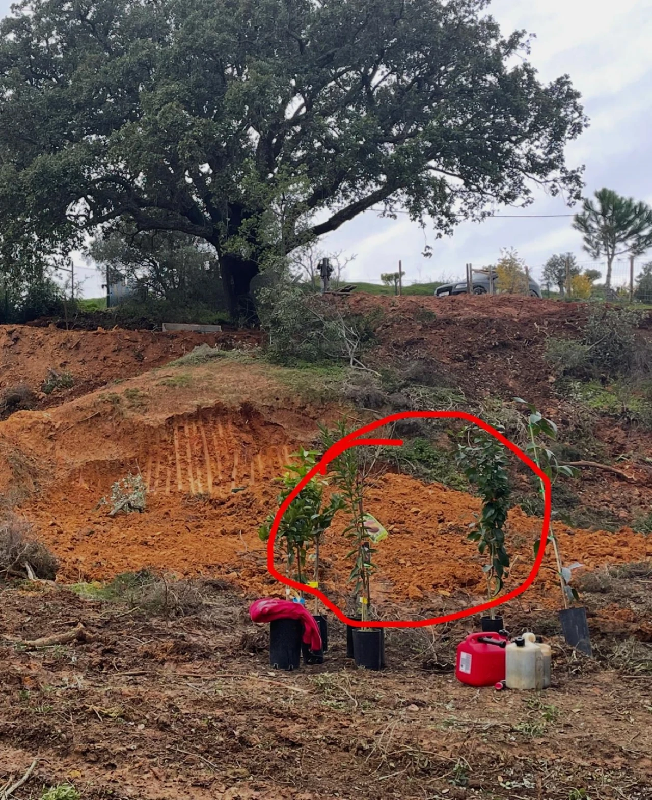 Terreno para Venda em Lagoa e Carvoeiro Foto 6