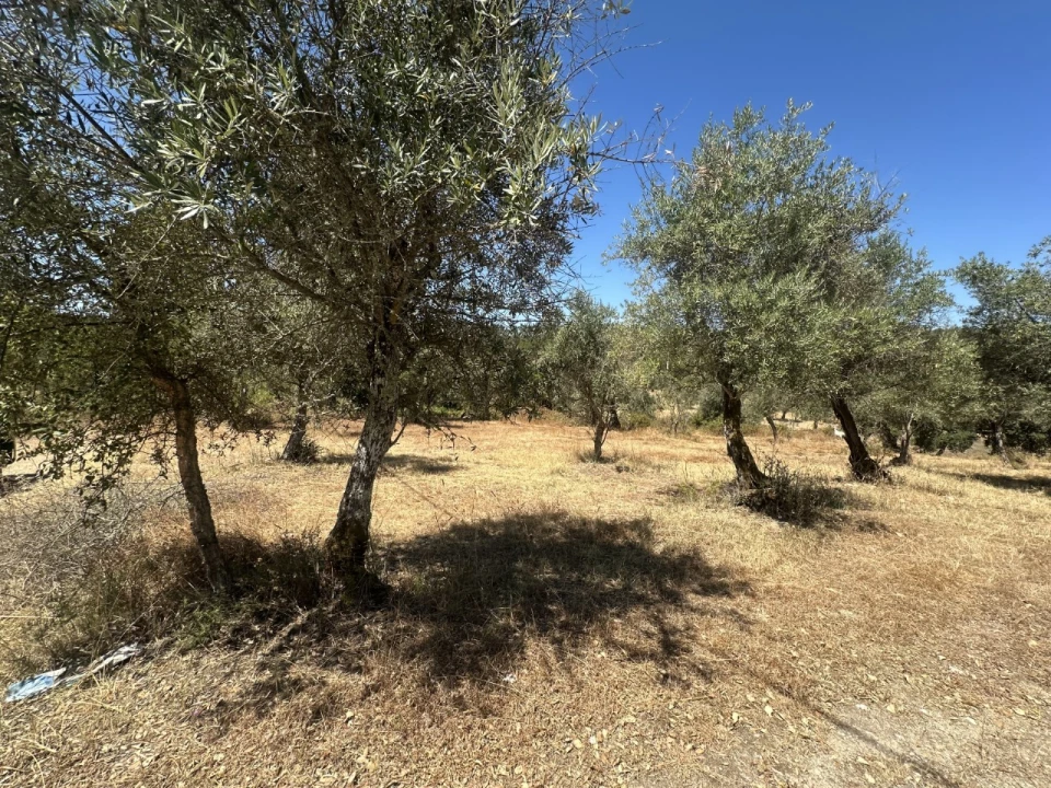 Quinta para Venda em Abrantes (São Vicente e São João) e Alferrarede Foto 7