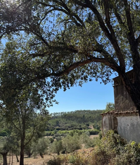 Quinta T5 para Venda em Abrantes (São Vicente e São João) e Alferrarede