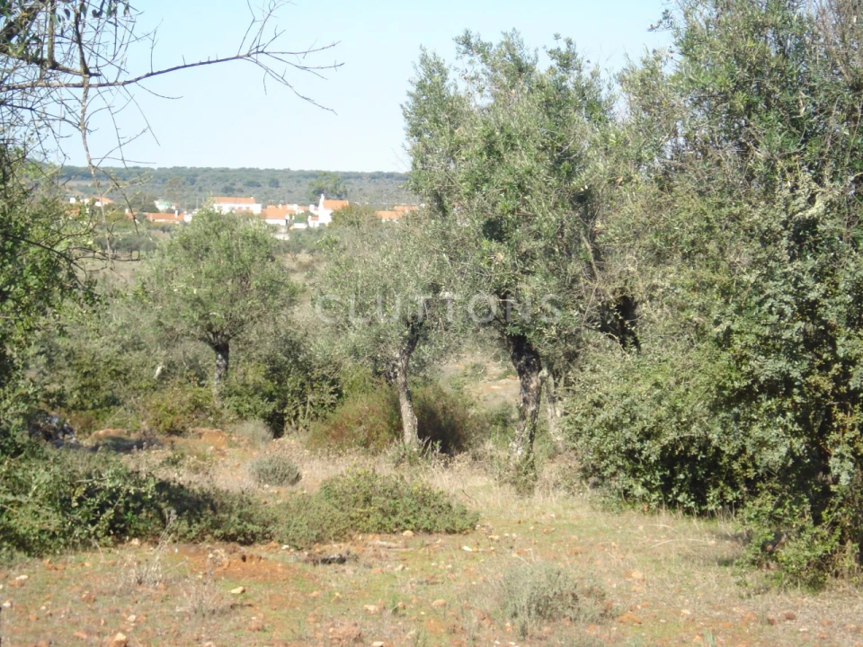Terreno para Venda em Borba (Matriz) Foto 9