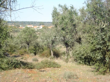 Terreno para Venda em Borba (Matriz)