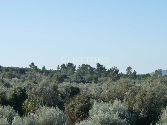 Terreno para Venda em Borba (Matriz) Foto 11