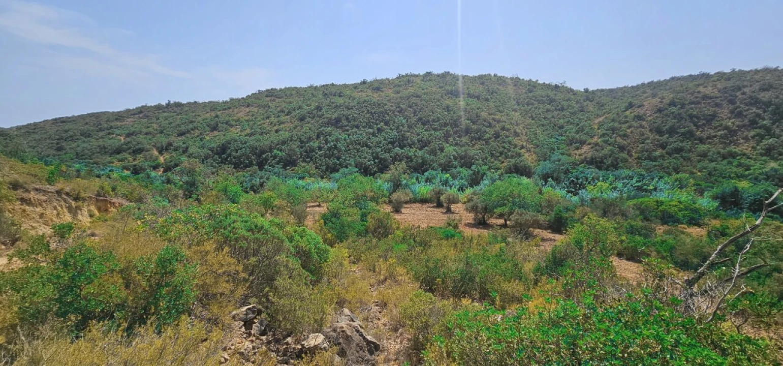 Terreno para Venda em Paderne Foto 1