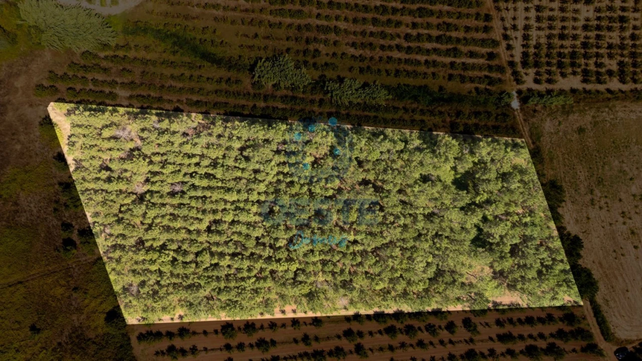 Terreno para Venda em Bombarral e Vale Covo Foto 8