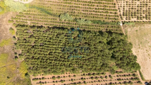 Terreno para Venda em Bombarral e Vale Covo