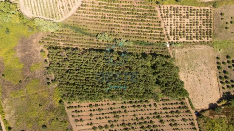 Terreno para Venda em Bombarral e Vale Covo